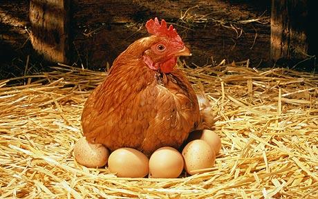 Hen-eggs 1370969c