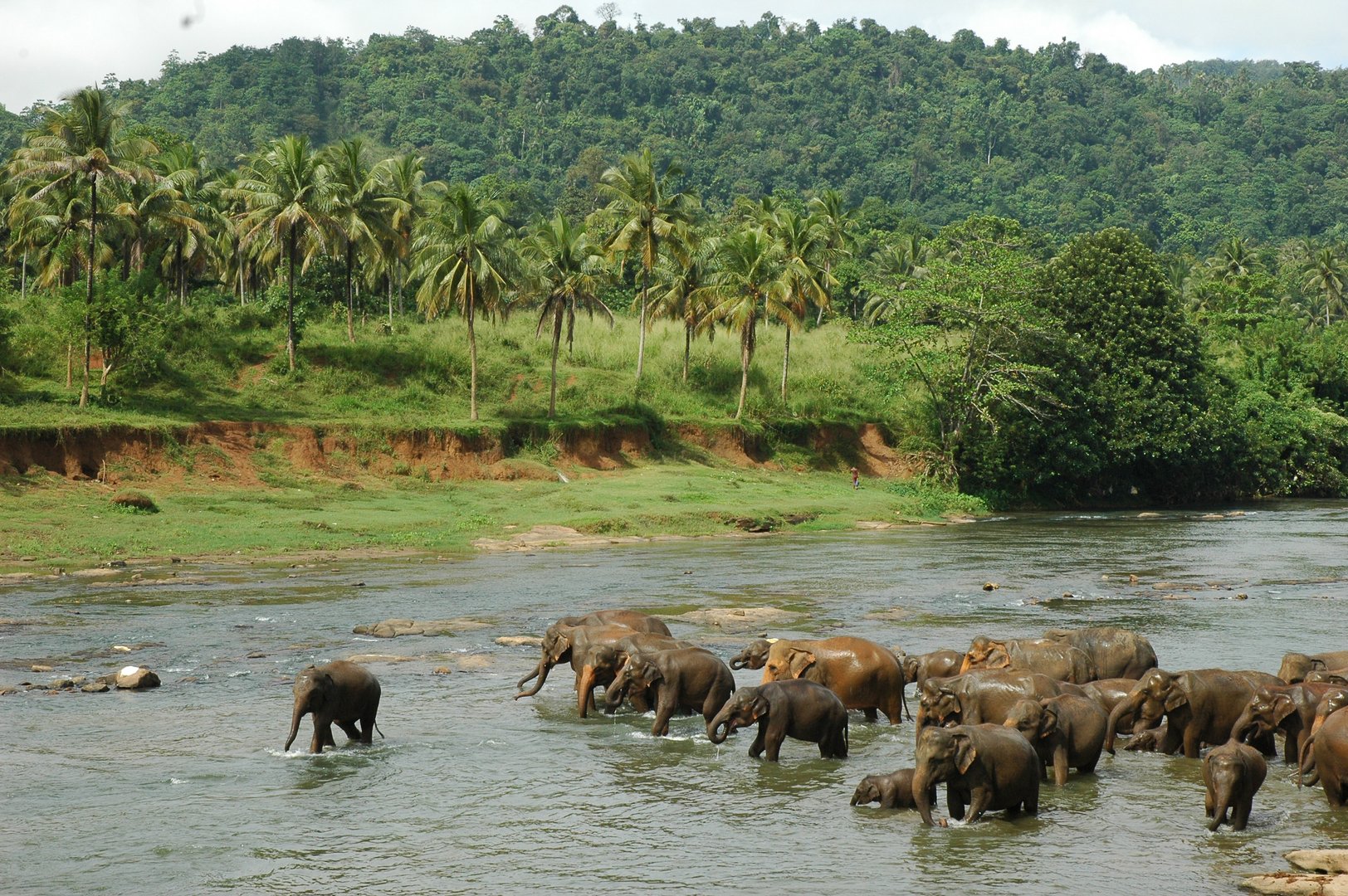 pinnawala sri lanka elephant orphange mysrilankatravel elaphant bathing