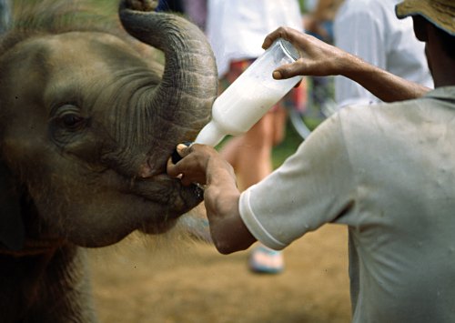 Bottle-fee-baby-elephants