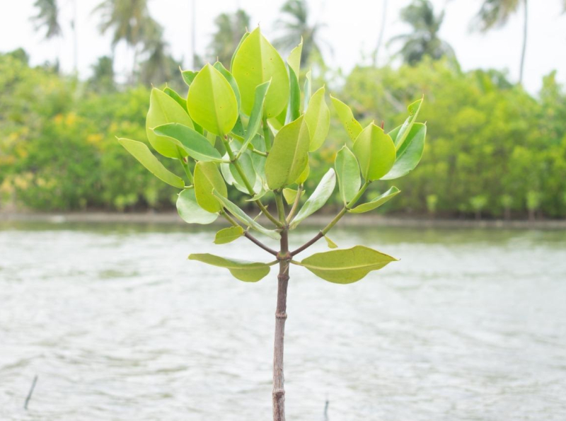 නාවික හමුදාව මඟින් තලෛමන්නාරම ප්‍රදේශයේ කඩොලාන පැළ සිටුවීමේ ව්‍යාපෘතියක්