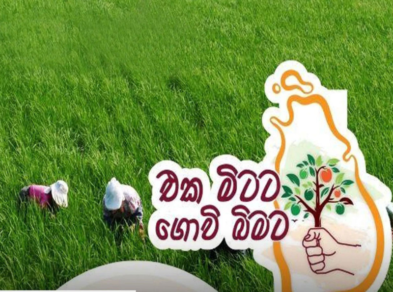 එක මිටට ගොවි බිමට ජාතික වැඩසටහන ඇරඹේ