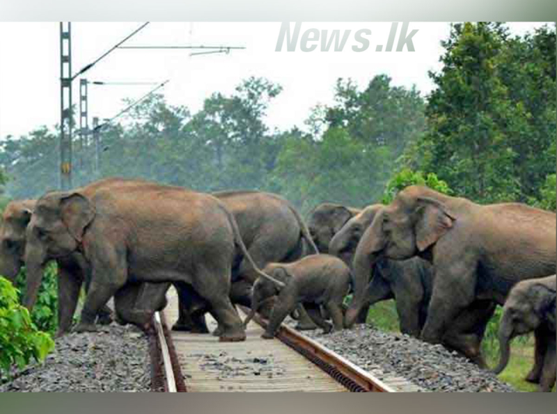 අලි ඇතුන් දුම්රියේ ගැටීම වැළැක්වීමට AI තාක්ෂණයෙන් නව විසඳුම් 