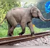 දුම්රියේ වනඅලින් ඇතුළු වනජීවීන් ගැටීම වැළැක්වීමට AI තාක්ෂණයෙන් විසදුම්