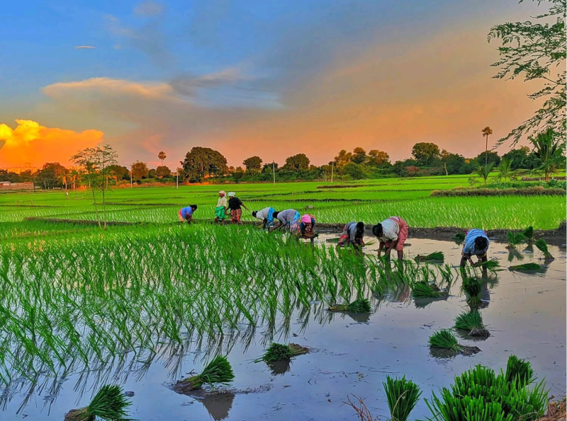 යල කන්නයේ වගා කටයුතු ආරම්භ කිරීම සඳහා ගොවි බිම් වලට ජලය නිකුත් කිරීම මාර්තු 15න් පසු