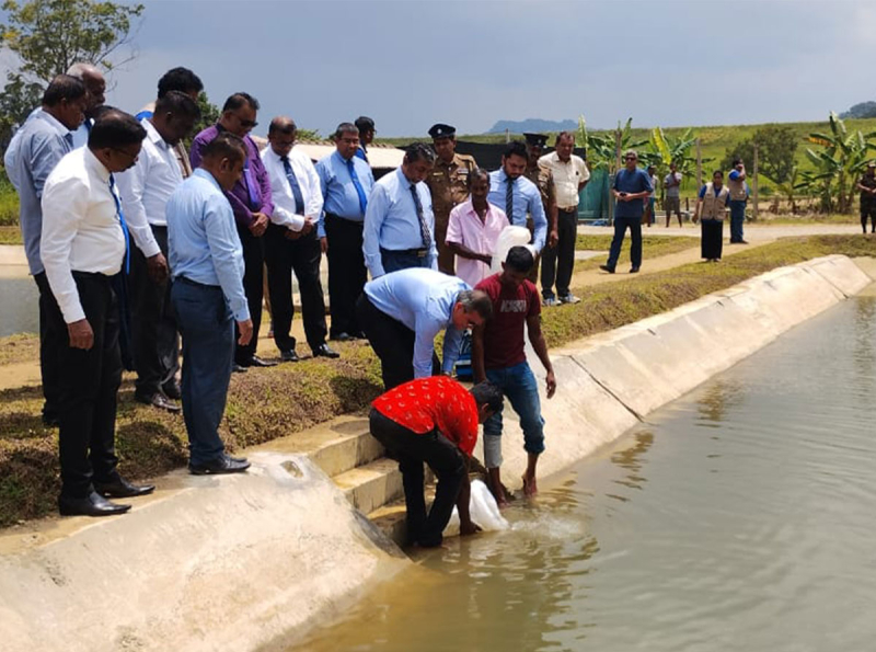 &quot;වැව අපේ කම්හලයි&quot; වැඩසටහන යටතේ ජලාශවල මත්ස්‍ය පැටවුන් මිලියන 18ක් තැන්පත් කෙරේ