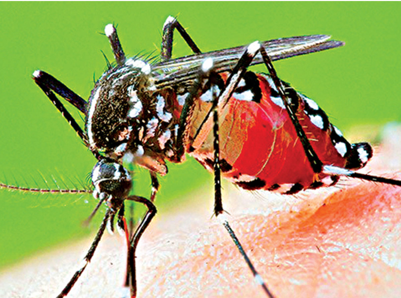 මැයි 19 සිට 24 වැනිදා දක්වා ක්‍රියාත්මක වූ විශේෂ මදුරු මර්දන වැඩසටහනෙන් සුවිශාල ප්‍රගතියක්
