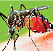 මැයි 19 සිට 24 වැනිදා දක්වා ක්‍රියාත්මක වූ විශේෂ මදුරු මර්දන වැඩසටහනෙන් සුවිශාල ප්‍රගතියක්
