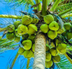 රෝග වැළඳුණු පොල් ගස් කපා ඉවත් කිරීම වෙනුවෙන් ලබාදෙන වන්දි මුදල වැඩි කෙරේ 