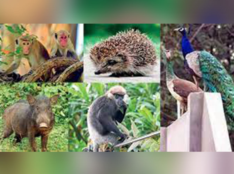 ජාතික සත්ත්ව සංගණන වාර්තාව එළි දැක්වෙයි