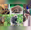 ජාතික සත්ත්ව සංගණන වාර්තාව එළි දැක්වෙයි