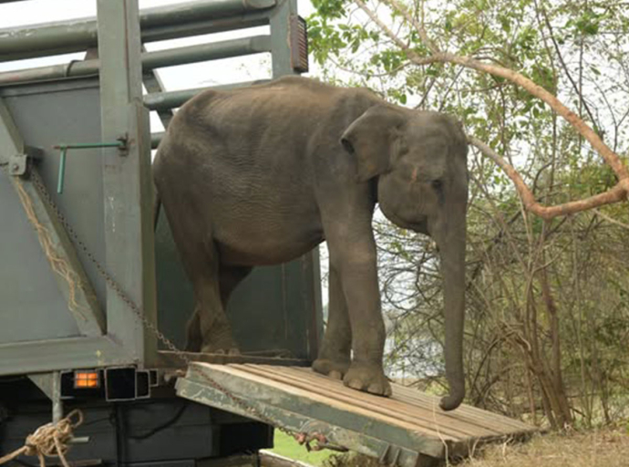 උඩවලව ඇත් අතුරු සෙවණේ අලි ඇතුන් 06 දෙනෙකු, උඩවලව ජාතික වනෝද්‍යානයට මුදාහරී