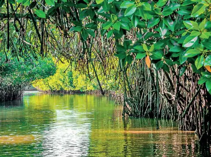 ලෝක කඩොලාන දිනයට කඩොලාන වනාන්තර 08 ක් රක්ෂිත බවට පත් කෙරේ 