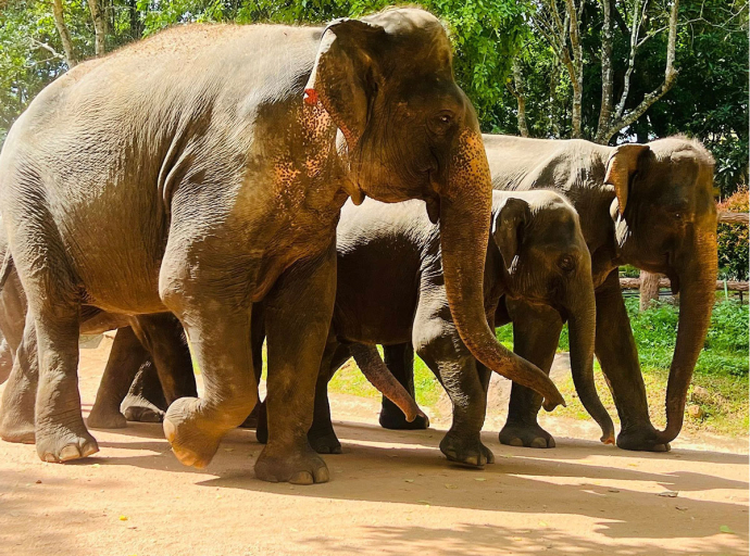 ලෝක අලි ඇතුන්ගේ දිිනය නිමිත්තෙන් පින්නවලදී සැමරුමක් 
