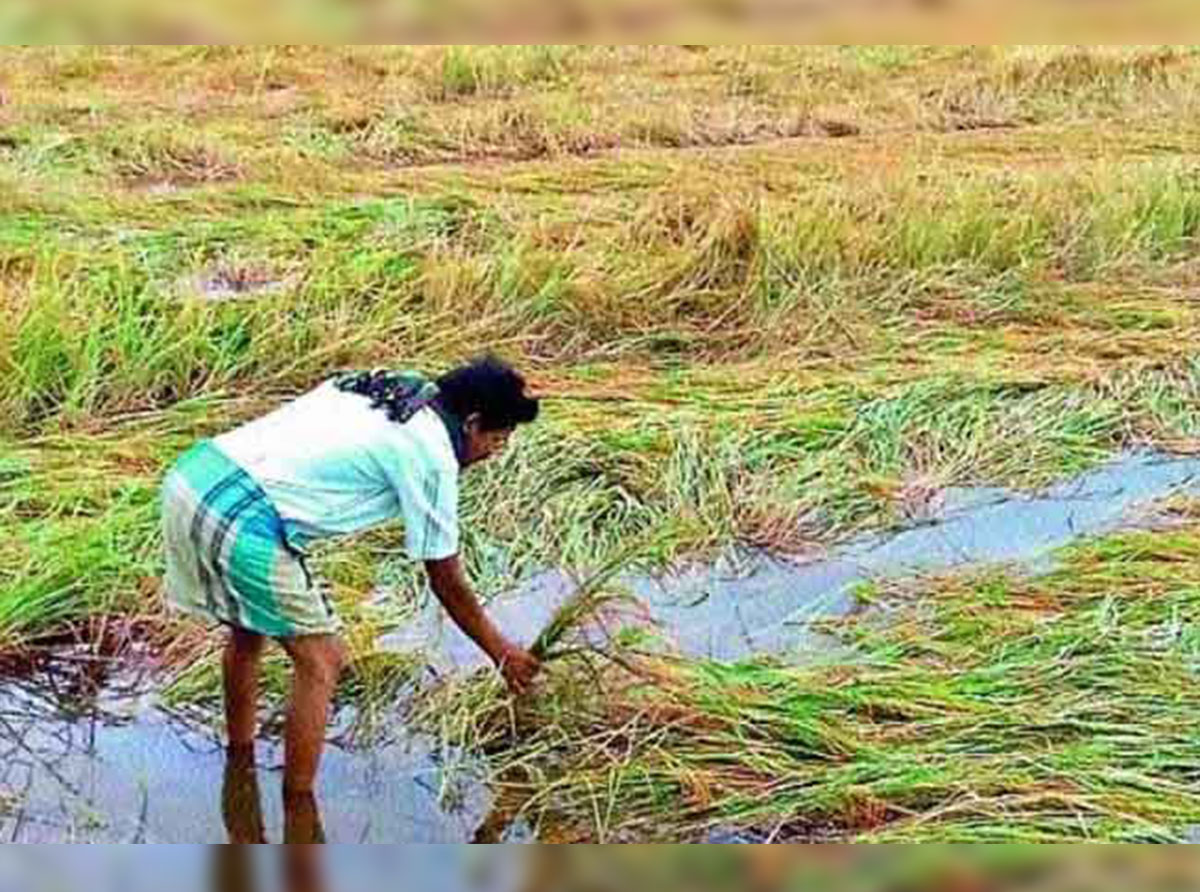 ආපදා තත්ත්වය හේතුවෙන්  සිදුවූ වගා හානි සඳහා ගොවීන්ට වන්දි ලබා දෙයි