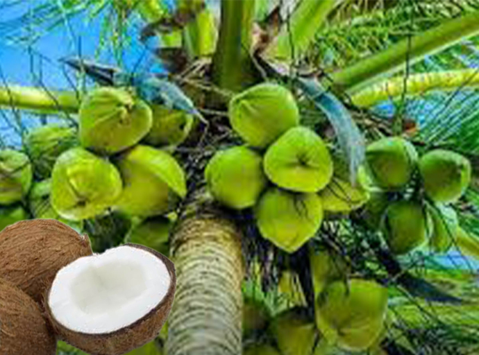 පොල් අපනයන ආදායම ඇමෙරිකානු ඩොලර් බිලියනය ඉක්මවයි 