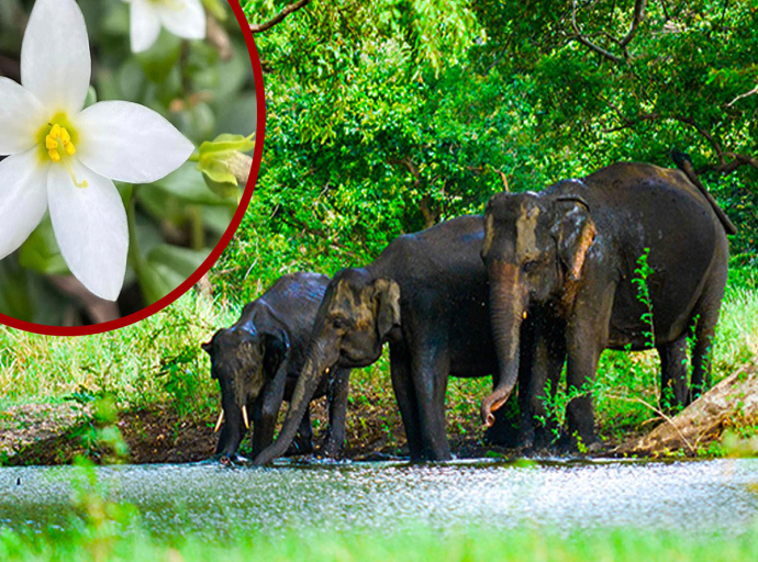 සංගමන්කන්ද කාට්ටමඩු වනාන්තරය රක්ෂිතයක් ලෙස ප්‍රකාශ කෙරේ