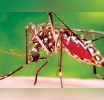 අද සිට මදුරු මර්දනයට විශේෂ දින තුනක් ප්‍රකාශයට පත් කෙරේ