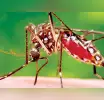 අද සිට මදුරු මර්දනයට විශේෂ දින තුනක් ප්‍රකාශයට පත් කෙරේ