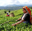 ජාතික තේ ඉලක්කය වෙනුවෙන් “Ceylon Tea Village” ජාතික වැඩසටහන ඇරඹේ