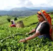 ජාතික තේ ඉලක්කය වෙනුවෙන් “Ceylon Tea Village” ජාතික වැඩසටහන ඇරඹේ
