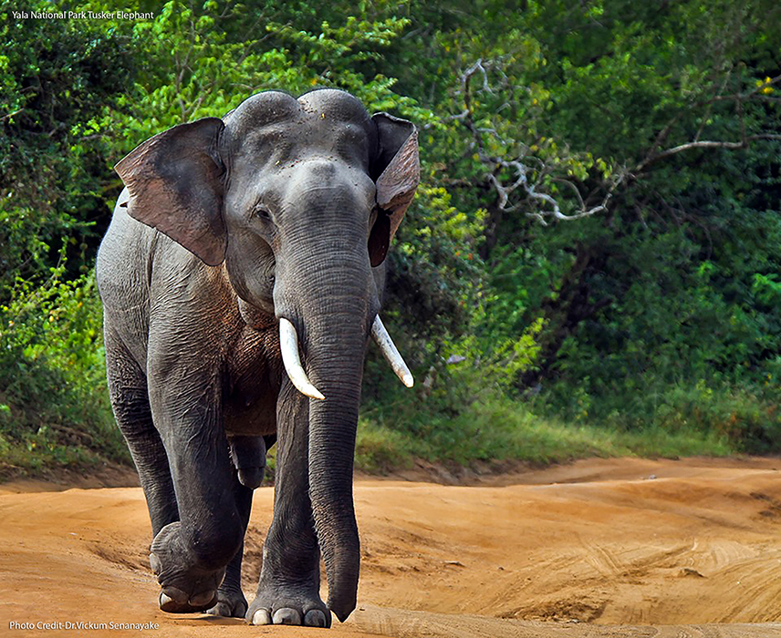 Yala National Park Tusker Elephant Photo Creadit Dr.Vickum Senanayake