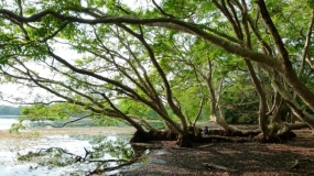 කුඹුක් පැළ 100 ක් රෝපණය කෙරේ