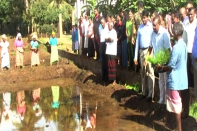 පාරම්පරික වී වර්ග විස්සක් මෙම මාස් කන්නයේ උතුරු මැද වගාවට