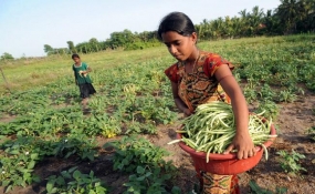 දක්ෂිණ අධිවේගී මාර්ගය නිසා ගොවි ජනතාවට පීඩා