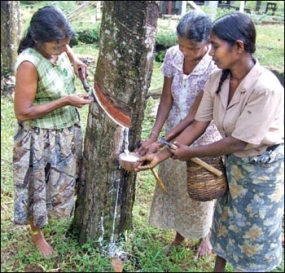 රබර් කිරි කපන්නන් පුහුණු කෙරේ