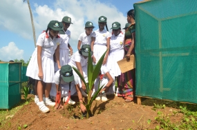 පරිසර දිනය නිමිත්තෙන් තංගල්ලේ පොල් පැල 100 ක් රෝපණය කෙරේ