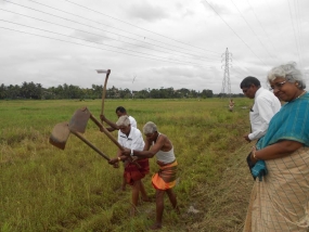 කොළඹ ආහාර නිෂ්පාදන ජාතික වැඩසටහන ඇරඹේ