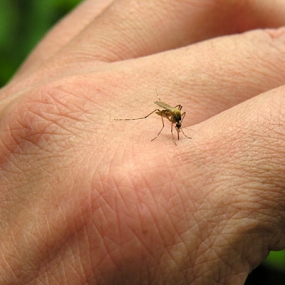 කෑගල්ලෙන් ඩෙංගු රෝගීන් 685 දෙනෙක්