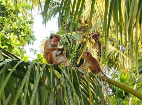 රිලවුන්ගෙන් වන වගා හානිය වැළැක්වීමට පියවර ගැනේ