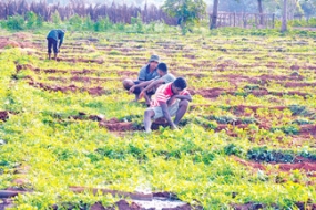 පුනරුත්ථාපනය වූ එල්ටීටීඊ සාමාජිකයින් උතුරේ ඉඩම් අක්කර 500ක් වගා කරයි