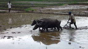 තංගල්ලේ පුරන් කුඹුරු අස්වද්දන්න වාරි ව්‍යාපෘතියක්