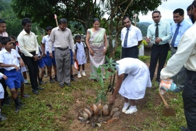 මාතලේ පාසල්වල වාණිජ බෝග වගාව ආරම්භ කෙරේ