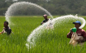 ඉදිරි කන්න දෙකක දී  සියලුම වී ගොවීන්ට බන්ඩි පොහොර - MOP නොමිලයේ ලබා දීමට තීරණය කරයි