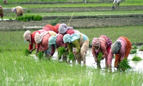 යල කන්නයේ වී වගා කටයුතු සදහා  රුපියල් බිලියන 2.5ක මුදලක් ගොවි ගිණුම්වලට නිකුත් කරයි