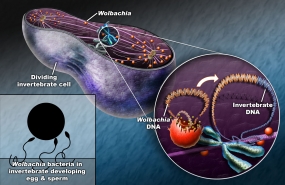 “Wolbachia” බැක්ටීරියාව ශ්‍රී ලංකාවට හඳුන්වාදෙයි