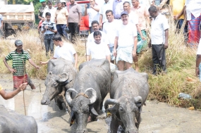 පමුණුගම පුරන් කුඹුරු අස්වද්දයි