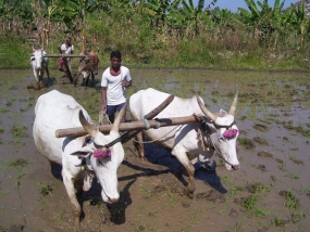 උතුරු මැද පළාතේ වප් මගුල් උළෙල නොවැ. 02