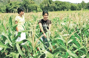 ගාල්ල දිස්ත්‍රික් කෘෂිකර්ම කමිටුව අද රැස්විය