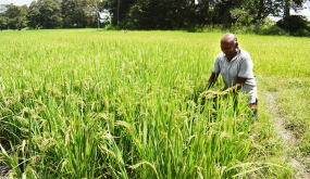 යල කන්නයේ වී වගා හානි පැවතියද වාර්තාගත  අස්වැන්නක්